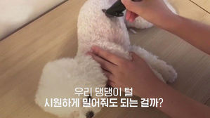 [모닝 스브스] '너도 덥지?' 반려견 털 밀어주면 안 돼요!