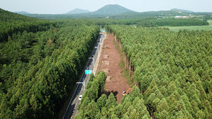 제주도 "삼나무 숲길 확장공사 대안 마련될 때까지 중단"