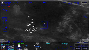 [영상pick] "어딜 도망가?"&hellip;경찰 피해 풀밭 숨은 도둑 맹추격한 소 떼