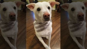 [뉴스pick] 주인 있는 반려견 실수로 안락사시킨 동물보호소 '논란'