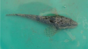 한강서 서울시 보호어종 강주걱양태·꺽정이 발견