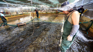 부산 기장 앞바다는 27도 '온탕'&hellip;수산 피해 확산 우려