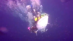 고래상어 타고 다닌 '무개념' 다이버들, 인니 경찰에 체포