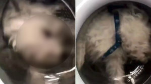 [뉴스pick] 반려견 세탁기에 넣고 작동시키는 영상 올린 여성 '뭇매'