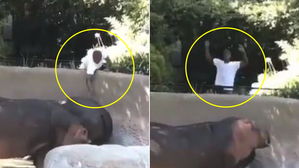 [영상pick] 동물원 우리에 침입해 하마 엉덩이 때리고 도망간 남성&hellip;경찰 수사