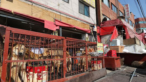 대법 "'인류와 오랜 교감' 개 도살법 허용은 엄격히 판단해야"