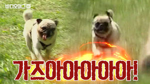 퍼그 달리기 대회로 알아보는 학교 점심시간 5초 전 유형