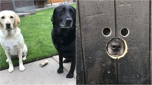 [영상pick] "지켜보고 있다"&hellip;반려견 위해 대문에 '스파이 구멍' 뚫어준 아빠