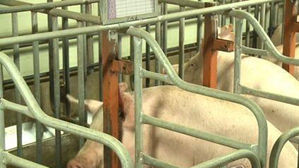 중국 여행객 축산물서 아프리카돼지열병 유전자 검출