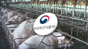 '백신 없는' 아프리카돼지열병 유전자 검출&hellip;당국 비상