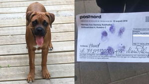 [뉴스pick] 반려견 이름으로 도착한 소포 때문에 벌어진 '웃픈' 사연