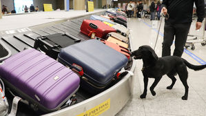 북미 '대마류 합법화' 확산에 인천공항·항만 밀반입 차단 비상
