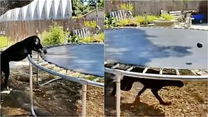 [영상pick] '혼자서도 잘해요'&hellip;트램펄린으로 캐치볼 하는 반려견