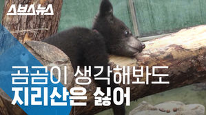 콜럼버스 반달곰 'KM53'&hellip;지리산 떠나 김천 수도산에 방사
