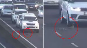 [영상pick] 출근 시간 고속도로 등장한 '오리 가족'&hellip;운전자들의 감동적인 모습