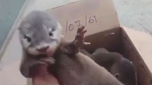 [월드리포트] '귀여워서' 비싼 값에 밀거래되는 수달…머리 아픈 日