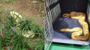 화성 아파트서 대형 비단구렁이 잇따라 발견