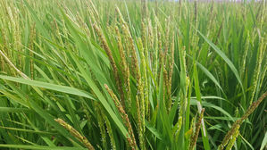 "까맣게 변한 벼"&hellip;전남 논 8천300㏊서 흑수 피해 발생