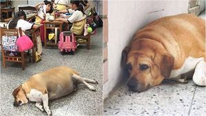 [뉴스pick] 애정 '과식'해 뚱뚱해진 학교 마스코트견&hellip;혹독한 다이어트 돌입