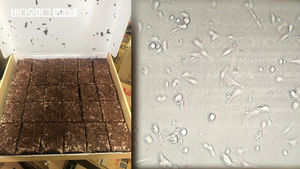 '케이크 식중독 환자' 전국 2천 명 육박&hellip;'크림'이 문제?