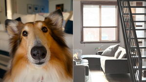 [뉴스pick] 개 키우는 사람만 입주 가능한 '견주 전용 아파트' 생기는 나라