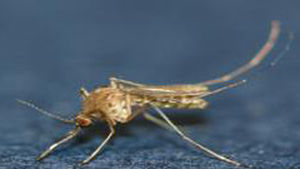 올해 첫 일본뇌염 환자 경북서 발생…의식저하로 중환자실