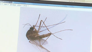 올해 첫 일본뇌염 환자 경북서 발생…의식저하로 중환자실