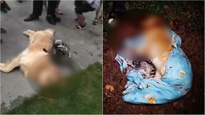 [뉴스pick] 21층 아파트에서 반려동물 던진 남자&hellip;이유는 아내 임신?