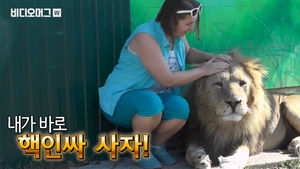 목숨 건 사파리?&hellip;핵인싸 사자와 함께하는 아찔한 체험