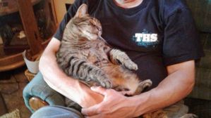 [뉴스pick] "아빠 무릎은 내 것"&hellip;한 고양이가 포기하지 못하는 귀여운 일과