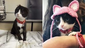 [뉴스pick] 학대로 귀 잘려나간 고양이…'뜨개 모자'와 함께 전해진 사랑