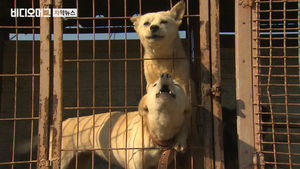 '개 전기도살' 1&middot;2심 무죄 뒤집은 대법&hellip;판결 이유는?