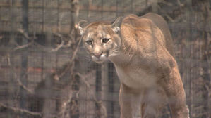 태어날 땐 '철창', 마지막은 '화물차 위'&hellip; 대전 오월드 퓨마 '호롱이'의 죽음