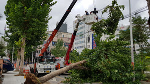대구서 가로수 전선 위로 넘어져&hellip;10여 가구 한때 정전
