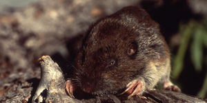 [취재파일] 다람쥐가 산 정상을 향해 올라가는 이유는?