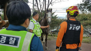 부산 맥도생태공원서 승마장 말 20여 분간 탈주 소동