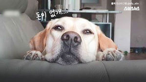 [모닝 스브스] 반려동물 입양 후 달라지는 삶, '이것' 꼭 알아두세요