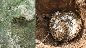 가을철 땅벌 피하려면&hellip;"흰색 옷 입고 빨리 피해야"