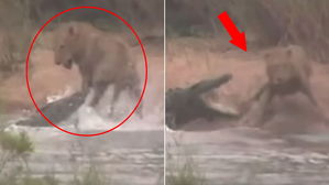 [영상pick] 강 건너던 사자&hellip;'밀림의 왕'을 삼키려 달려든 것은