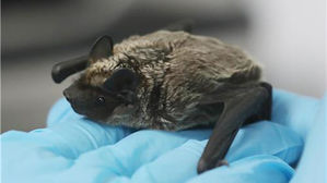 [뉴스pick] "웬 박쥐야" 최근 인천 송도에 갑자기 나타나는 야생동물들