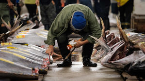 '도쿄의 부엌' 쓰키지 수산시장 이사간다&hellip;오늘 마지막 영업