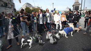 '우리도 브렉시트 거부'&hellip;런던 강아지들도 반대 집회