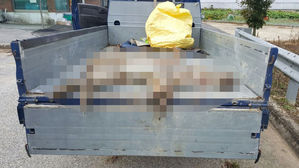 전북 임실 주택가에 나타난 멧돼지 1마리 사살