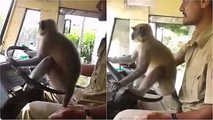 [영상pick] 운전대에 원숭이 올려놓고 운전한 버스 기사 논란