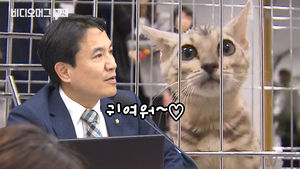'퓨마 사살' 책임 묻기 위해 뱅갈고양이를 국감에 소환했다(?)
