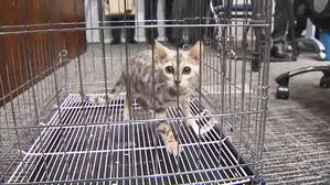 [고현준의 뉴스딱] 이번엔 '벵갈고양이'&hellip;국감장 동물 출석에 '정치쇼' 비판