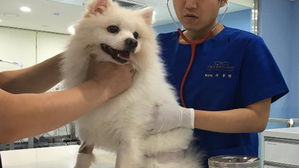 서울시, 16일부터 반려동물 광견병 예방접종