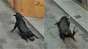 [영상pick] 걷지도 못하는 황소&hellip;"투우 경기 중단해야 하는 이유"