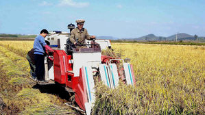 美 농무부 "北 올해 쌀생산량 160만t&hellip;8만t 수입 예상"