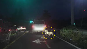 [뉴스pick] 백구 두 마리 차에 매달고 달린 차주가 한 말